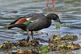 Paradise Shelduck